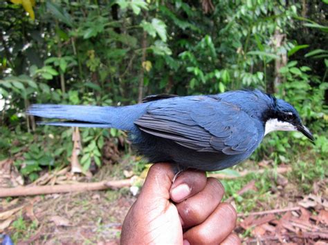 jewls blue|blue jewel babbler.